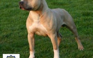 American Sraffordshire Terrier 1